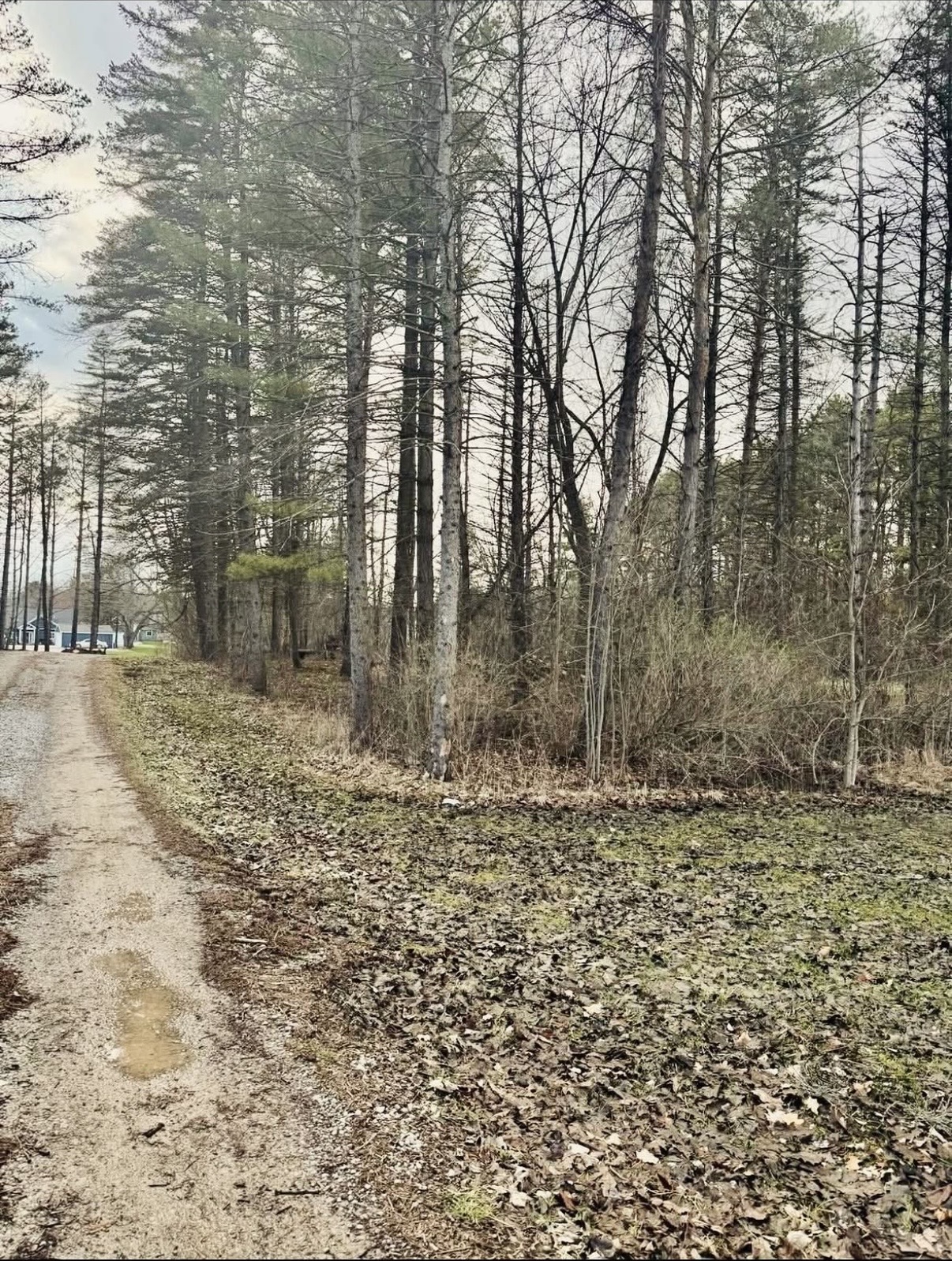Wooded lot cleared for a lakefront building site